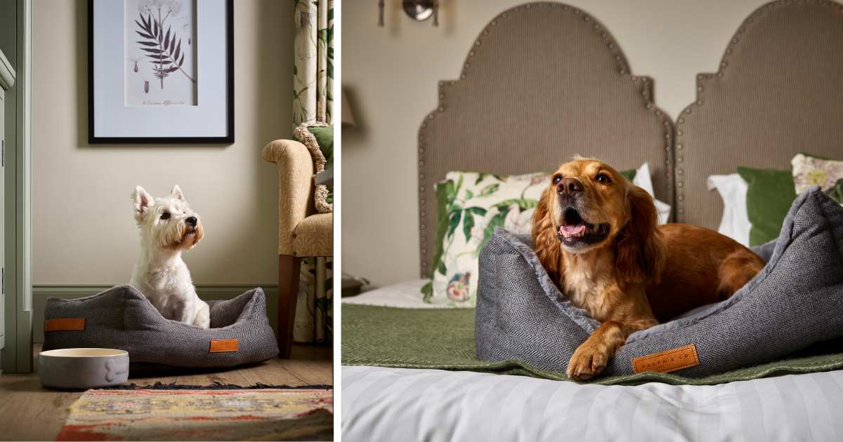 Dog Friendly Hotel - Rooms